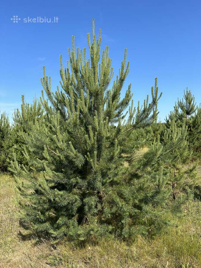 Parduodamos pušys su persodinimo paslauga - nuotraukos Nr. 3