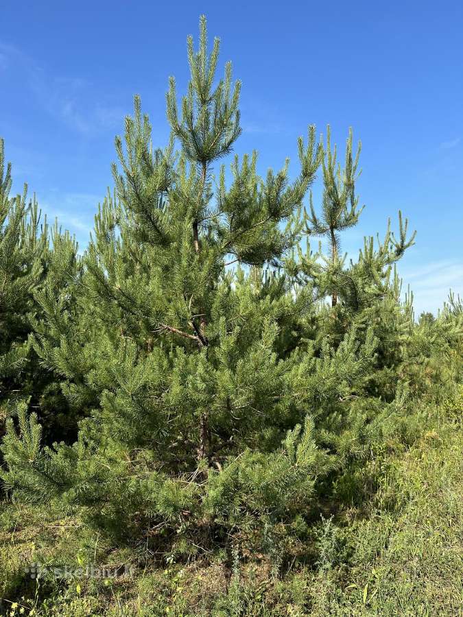 Parduodamos pušys su persodinimo paslauga - nuotraukos Nr. 4