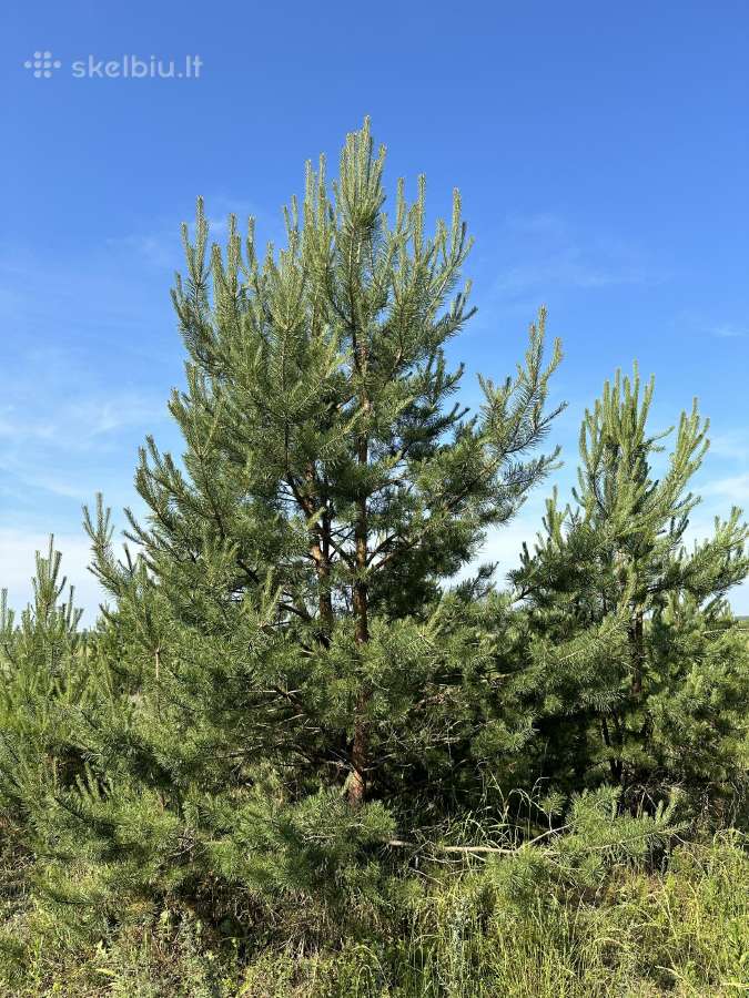 Parduodamos pušys su persodinimo paslauga - nuotraukos Nr. 5