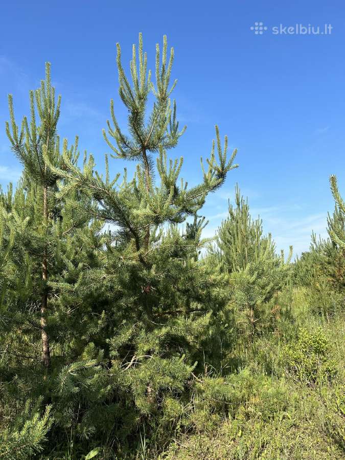 Parduodamos pušys su persodinimo paslauga - nuotraukos Nr. 6