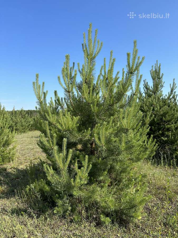 Parduodamos pušys su persodinimo paslauga - nuotraukos Nr. 7