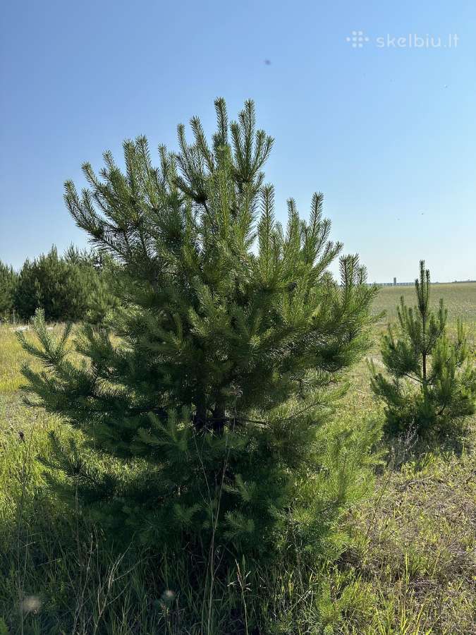 Parduodamos pušys su persodinimo paslauga - nuotraukos Nr. 8