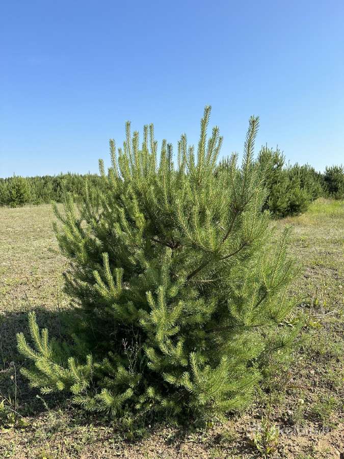 Parduodamos pušys su persodinimo paslauga - nuotraukos Nr. 9