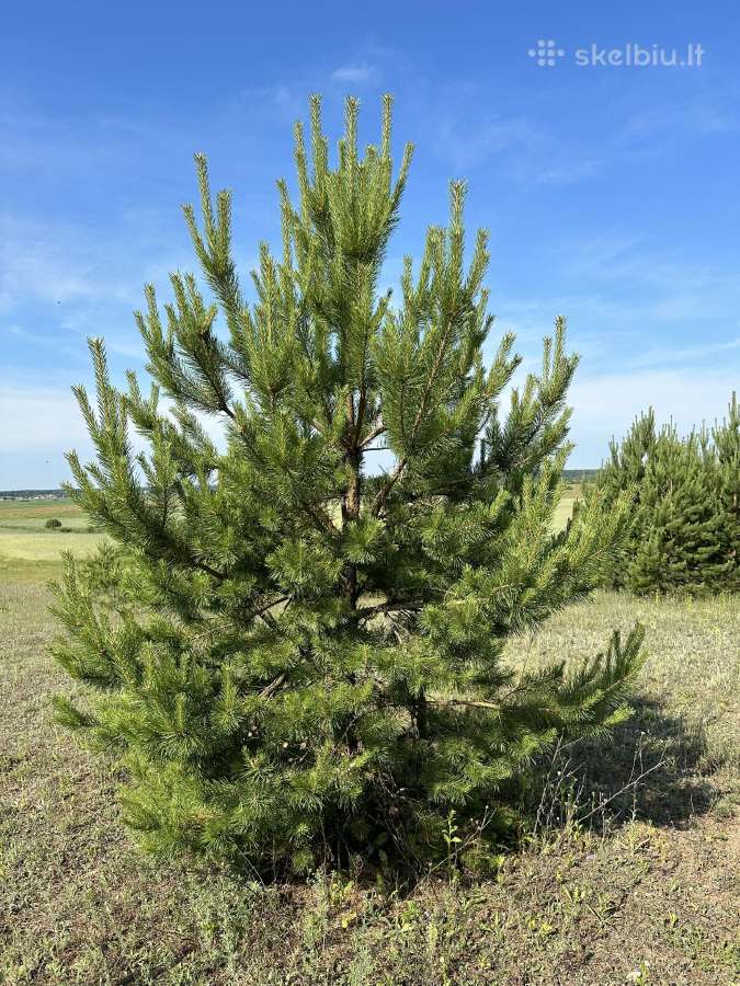 Parduodamos pušys su persodinimo paslauga - nuotraukos Nr. 10