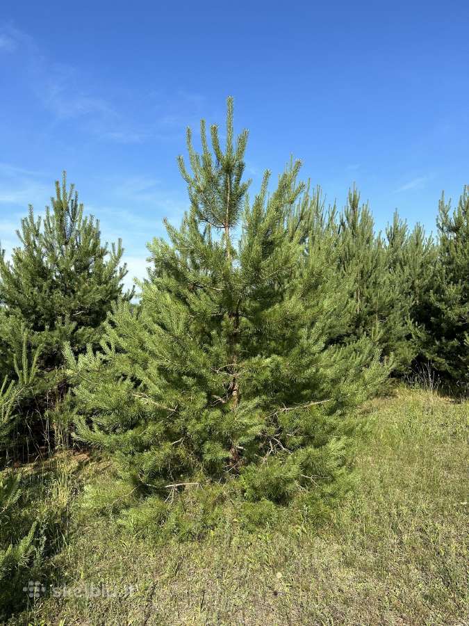 Parduodamos pušys su persodinimo paslauga - nuotraukos Nr. 11