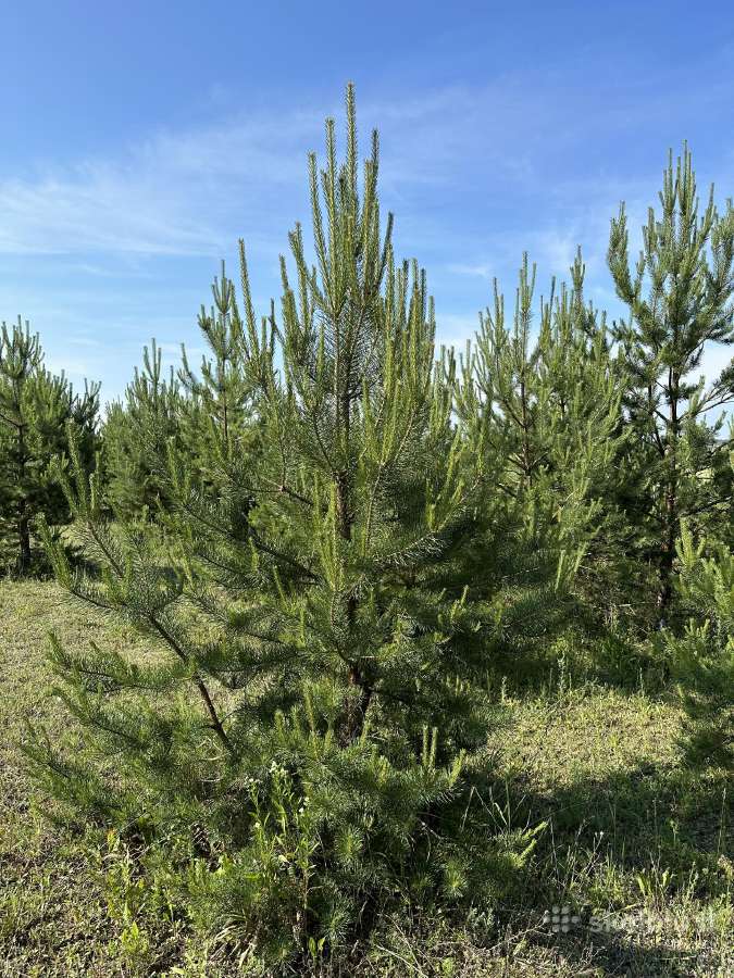 Parduodamos pušys su persodinimo paslauga - nuotraukos Nr. 12