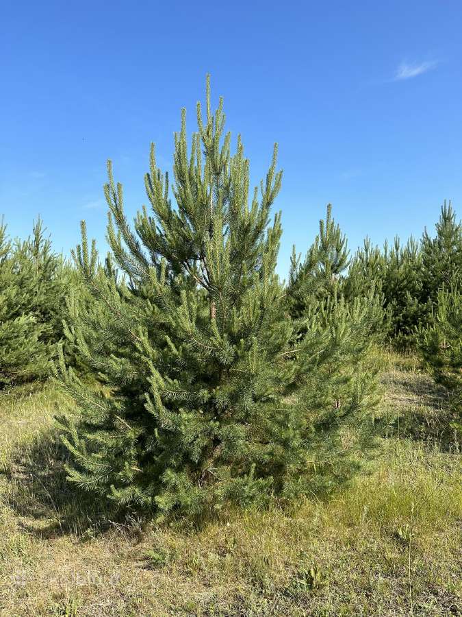 Parduodamos pušys su persodinimo paslauga - nuotraukos Nr. 13