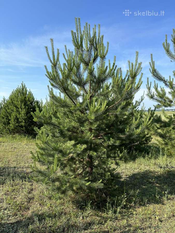 Parduodamos pušys su persodinimo paslauga - nuotraukos Nr. 14