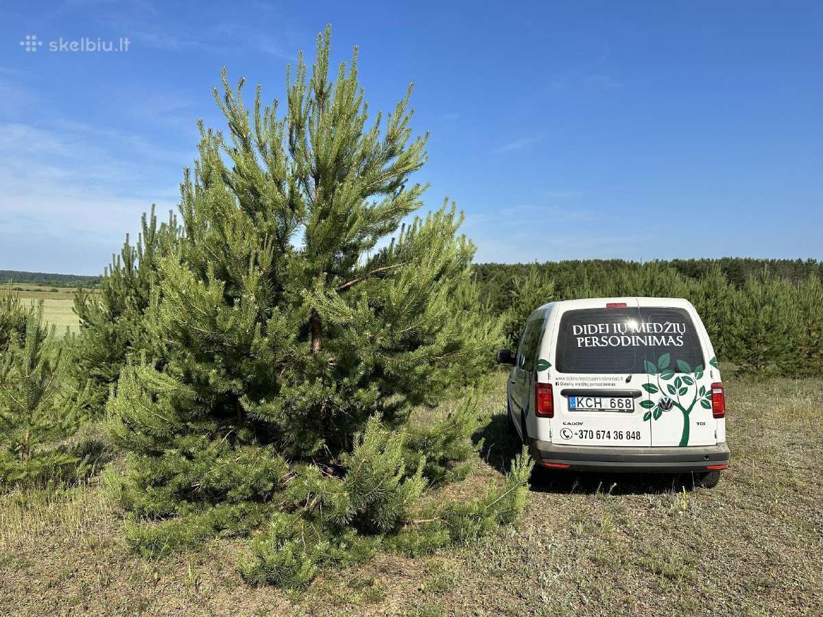 Parduodamos pušys su persodinimo paslauga