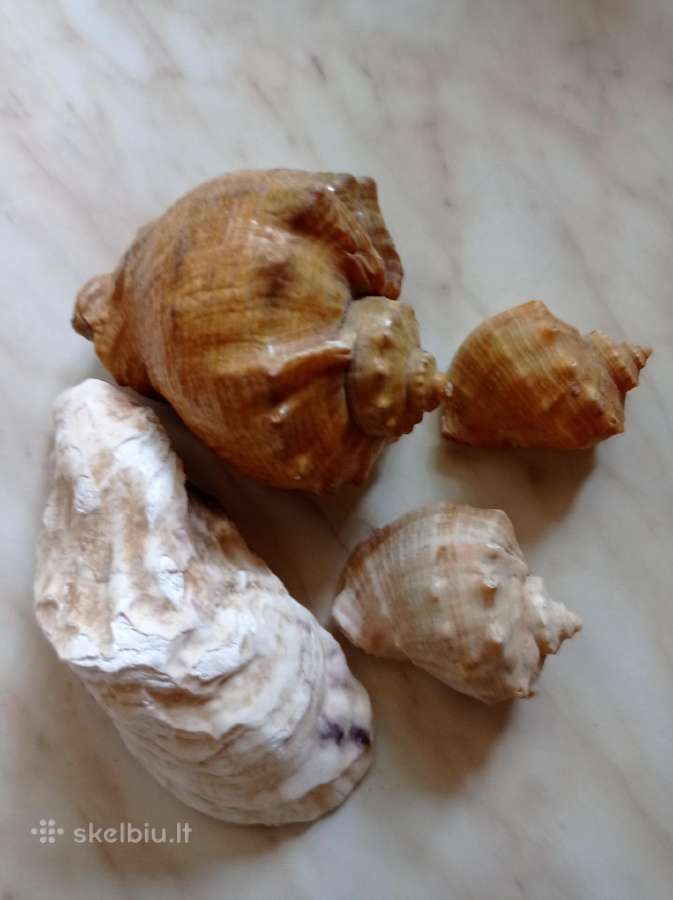 Kriaukles