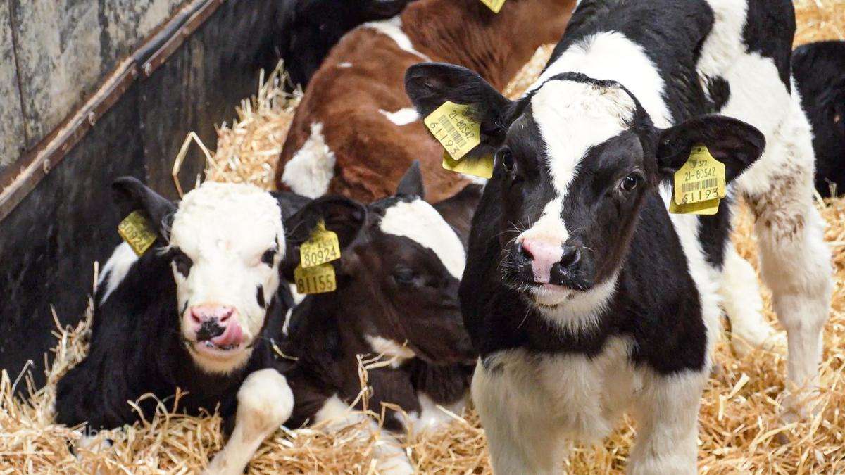 Agro Veršeliai-supirkimas
