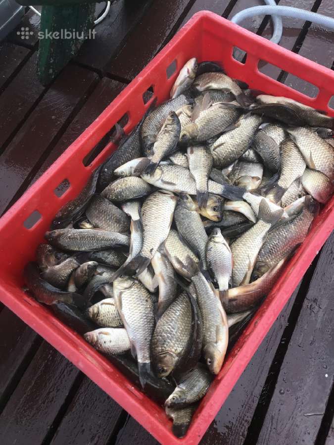 Zuvis įžuvinimui,karosai.ir Karpiohibridai,karpiai