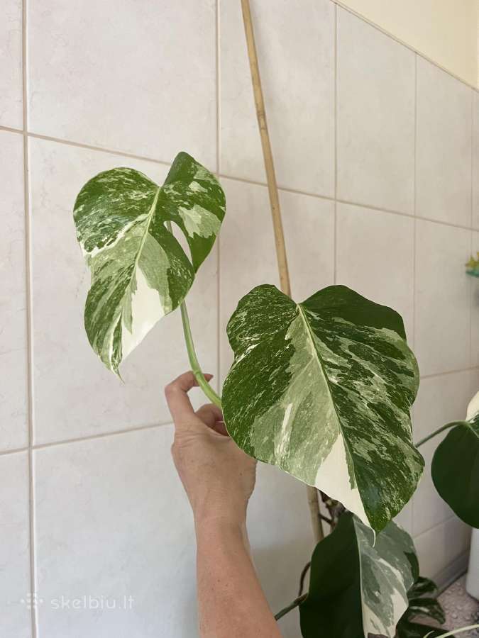 Monstera alba