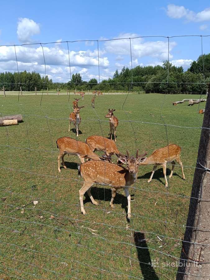 Parduodu Danielius. Patinai, pateles, jaunikliai - nuotraukos Nr. 5