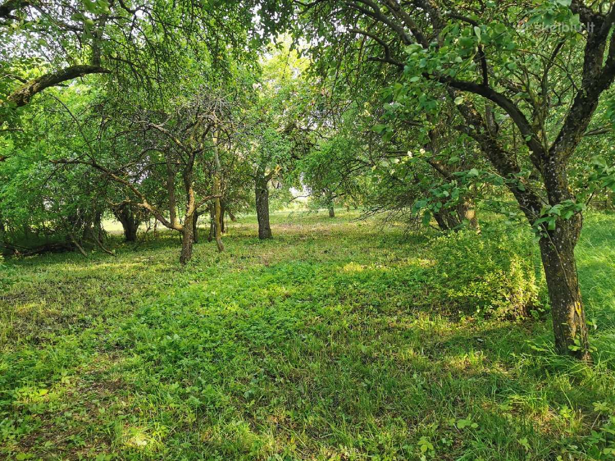 Parduodu sodybą - vienkiemį Dauginčių km. 93 arai - nuotraukos Nr. 3