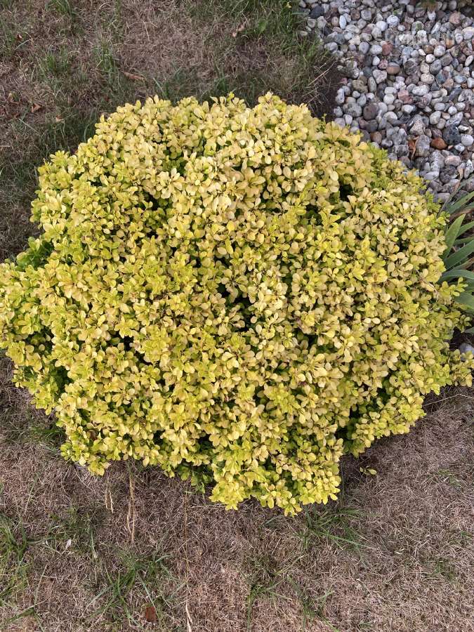Parduodamos įvairios gėles - nuotraukos Nr. 2