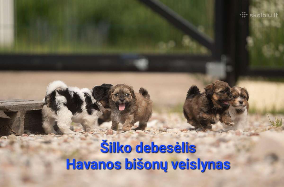 Havanos bišonas su kilmės dokumentais - nuotraukos Nr. 19
