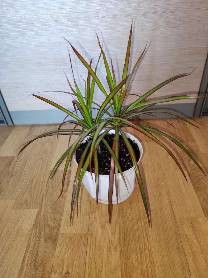 Dracena