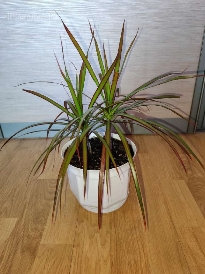 Dracena - nuotraukos Nr. 2