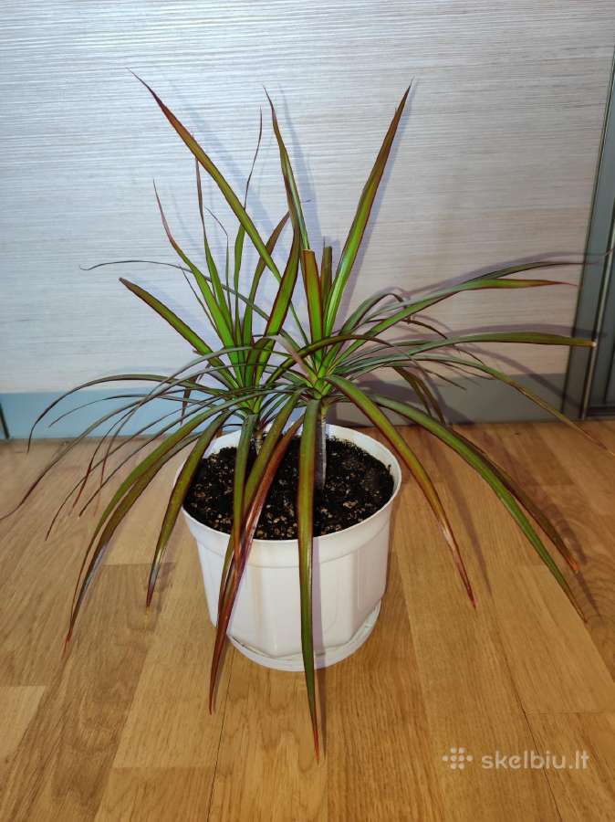 Dracena - nuotraukos Nr. 3
