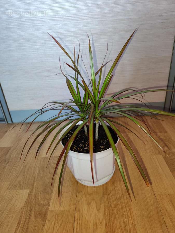 Dracena - nuotraukos Nr. 4
