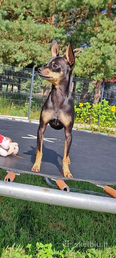Toiterjeras ieško draugės