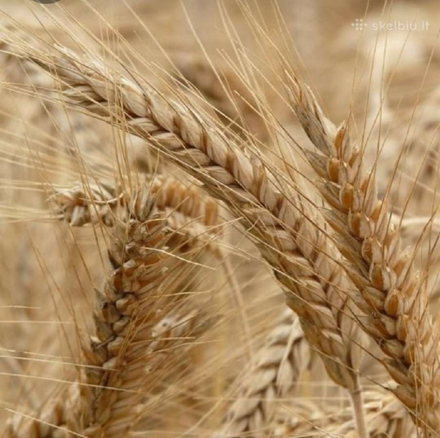 MB "Ryto Agro" – Patikimas Grūdų Supirkimas - nuotraukos Nr. 3