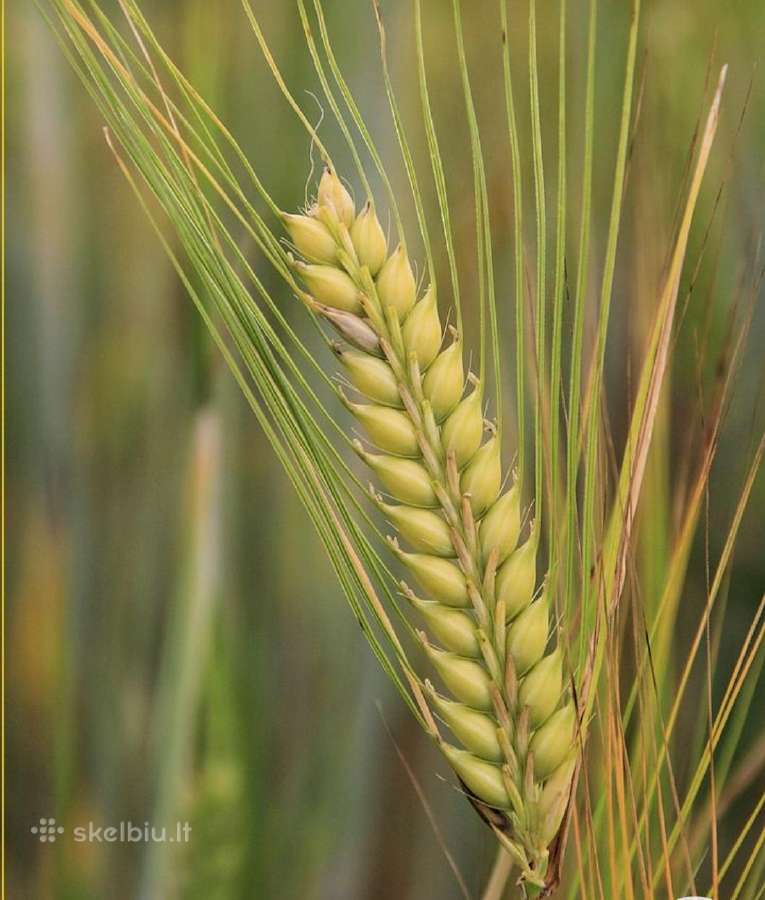 MB "Ryto Agro" – Patikimas Grūdų Supirkimas - nuotraukos Nr. 2