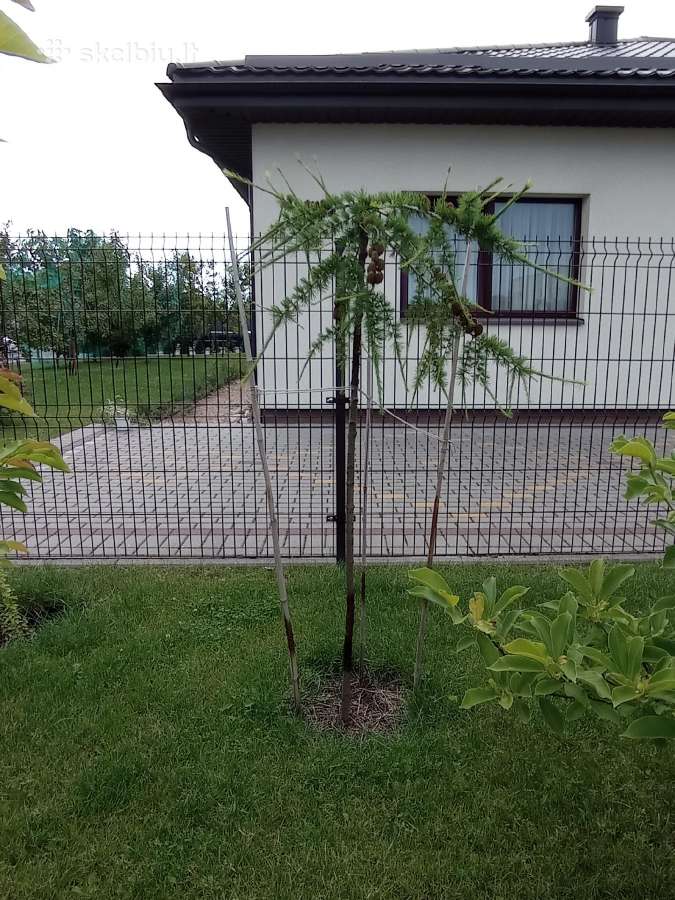 Kotinis Svyrantis maumedis, Raugerškis, Kadagys