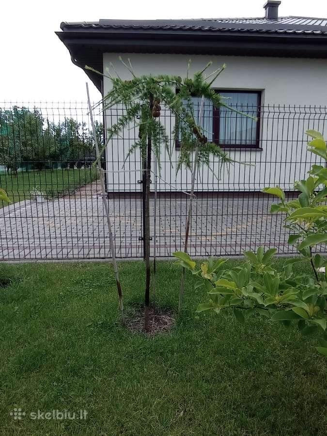 Kotinis Svyrantis maumedis, Raugerškis, Kadagys - nuotraukos Nr. 2