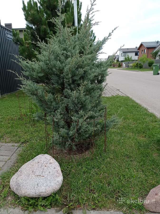 Kotinis Svyrantis maumedis, Raugerškis, Kadagys - nuotraukos Nr. 7