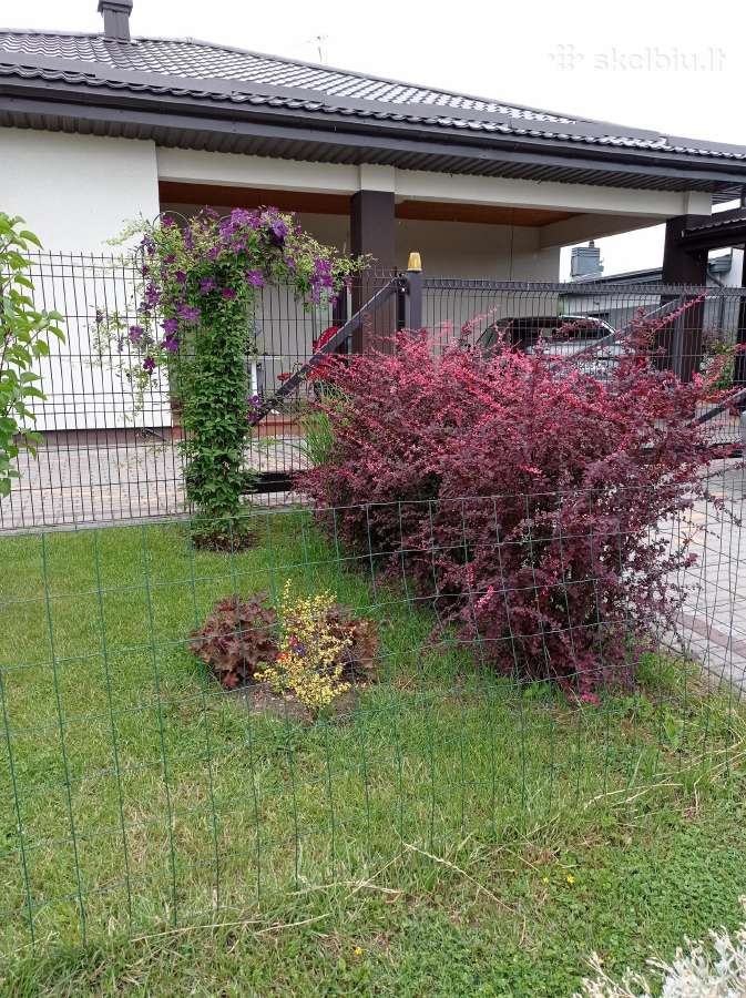 Kotinis Svyrantis maumedis, Raugerškis, Kadagys - nuotraukos Nr. 12