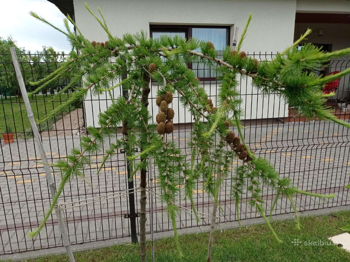 Kotinis Svyrantis maumedis, Raugerškis, Kadagys - nuotraukos Nr. 5
