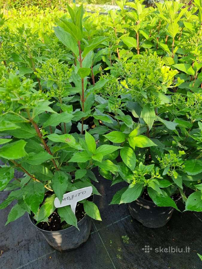 Hortenzijos šluotelinės,veigėlės - nuotraukos Nr. 16