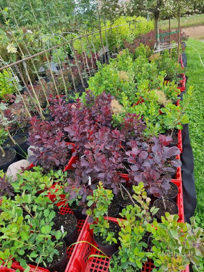 Hortenzijos šluotelinės,veigėlės - nuotraukos Nr. 17