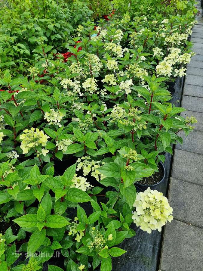 Hortenzijos šluotelinės,veigėlės - nuotraukos Nr. 18