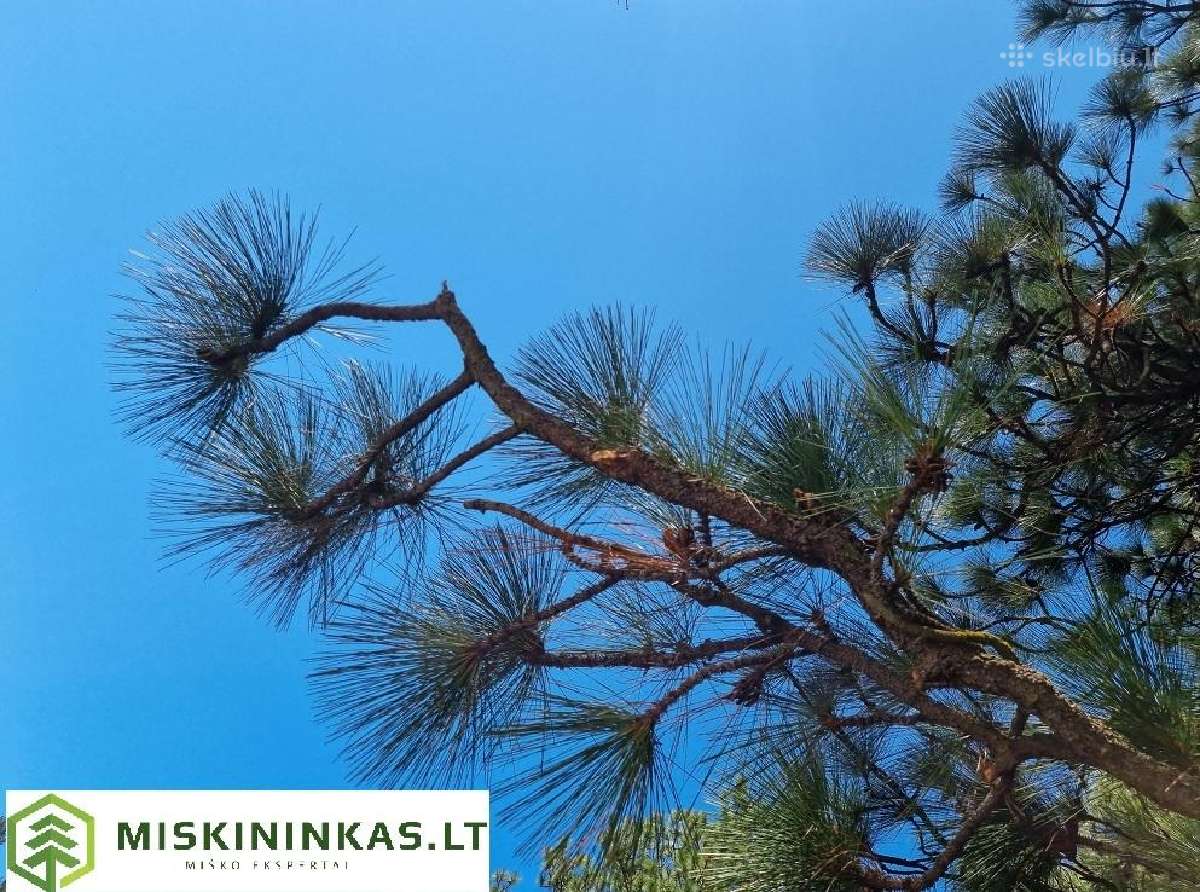 Perkame mišką visoje Lietuvje - nuotraukos Nr. 2