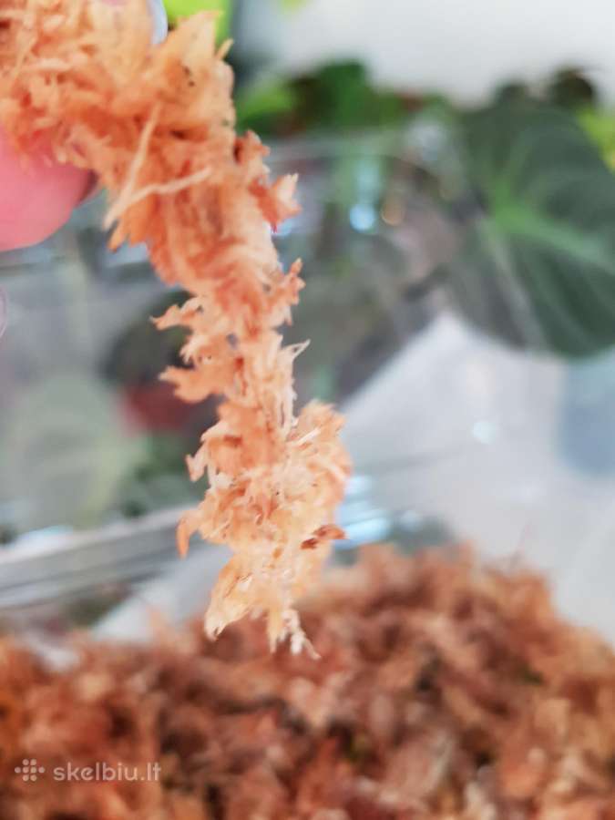 Kiminai sphagnum moss (100g/1kg) - nuotraukos Nr. 2
