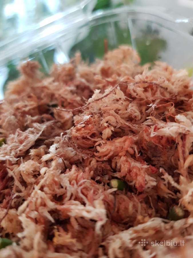 Kiminai sphagnum moss (100g/1kg)
