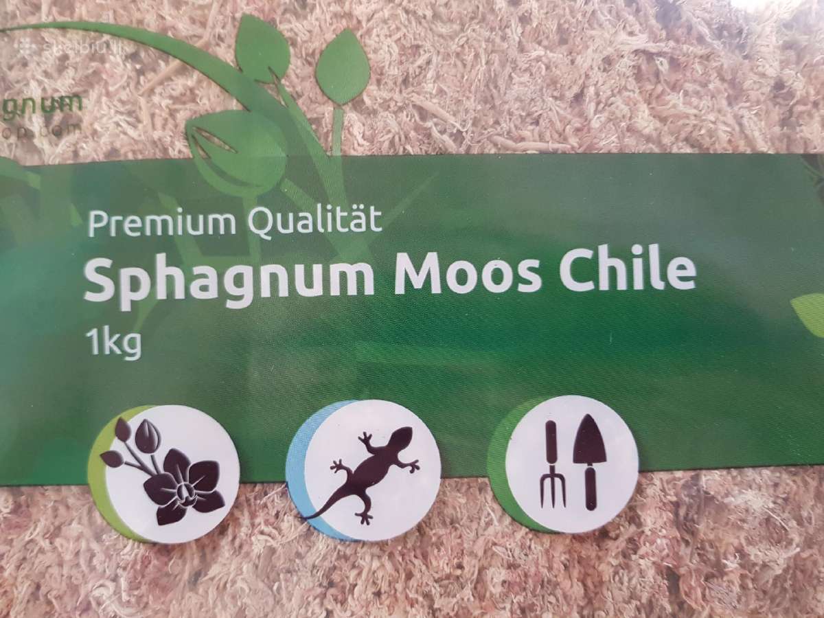 Kiminai sphagnum moss (100g/1kg) - nuotraukos Nr. 4