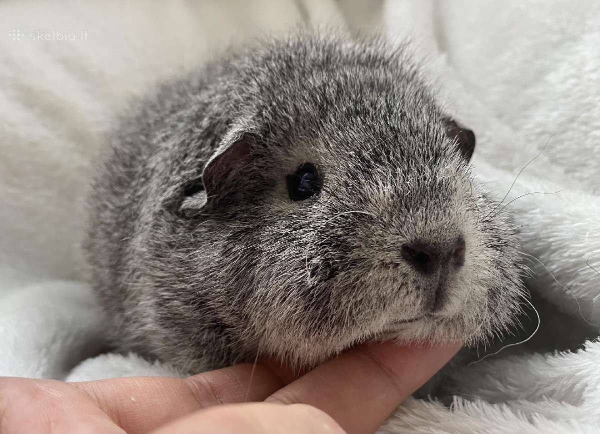 Teddy Rex Rats Us,šveic.teddy,rex,luncarya,skinny ir kt.kiaulytės - Skelbiu.lt