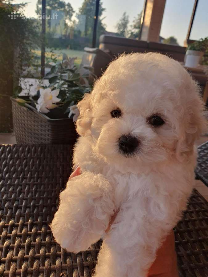 Kilmingi garbanotieji bišonai/ bichon frise - nuotraukos Nr. 20