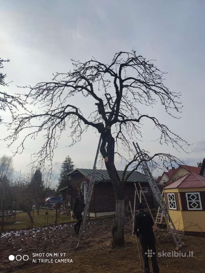 Gyvatvorių karpymas ir koregavimas - nuotraukos Nr. 32