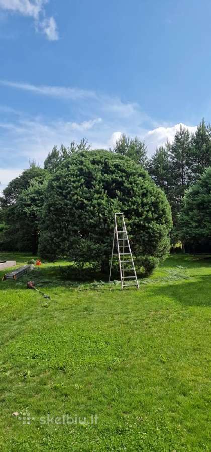 Gyvatvorių karpymas ir koregavimas - nuotraukos Nr. 34