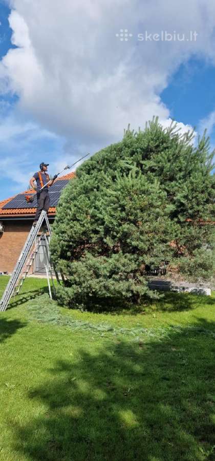 Gyvatvorių karpymas ir koregavimas - nuotraukos Nr. 35