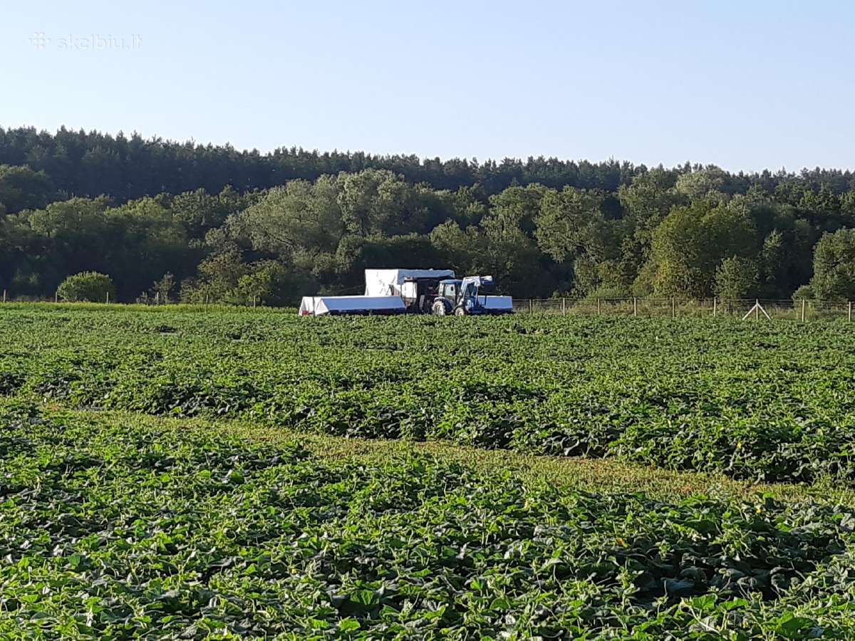 Lauko agurkai iš Kėdainių - nuotraukos Nr. 2