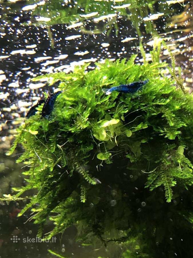 Mėlynos krevetės. Neocaridina Blue Dream - nuotraukos Nr. 3