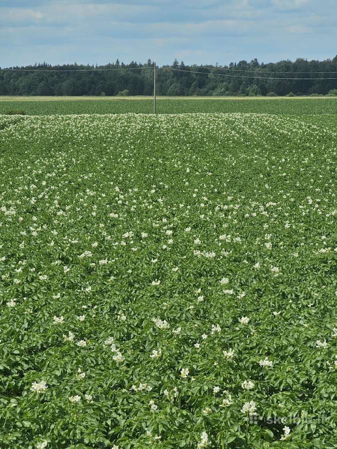 Bulvės maistinės pašarinės - nuotraukos Nr. 2