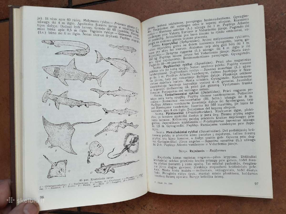 A. Mačionis "Stuburinių zoologija" 1989 metai - nuotraukos Nr. 3