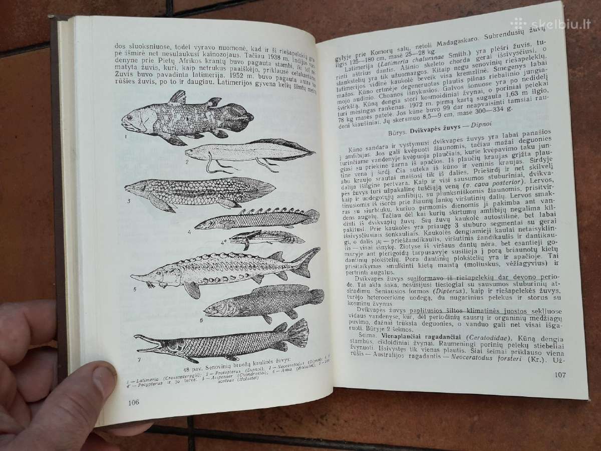 A. Mačionis "Stuburinių zoologija" 1989 metai - nuotraukos Nr. 4